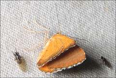 Chrysolarentia leucozona