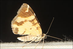 Chrysolarentia oxygona