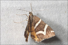 Chrysolarentia oxygona