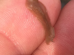 Acotylea