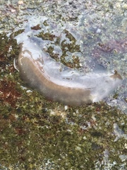 Acotylea