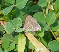 Pseudonacaduba sichela