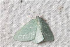 Euloxia hypsithrona