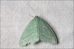 Euloxia hypsithrona