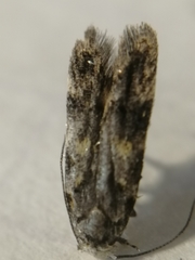 Teleiodes luculella