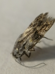 Teleiodes luculella