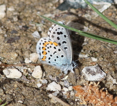 Pseudophilotes bavius
