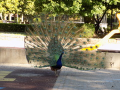 Pavo cristatus