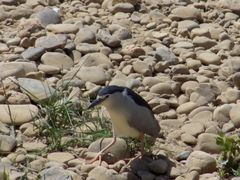 Nycticorax nycticorax