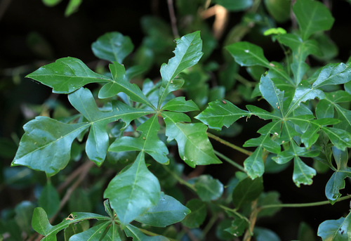 Image of Cussonia arenicola by (c) Wynand Uys, some rights reserved (CC BY)