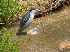 Nycticorax nycticorax