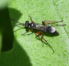 Agenioideus cinctellus