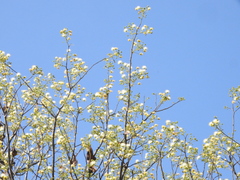 Albizia amara