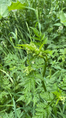 Anthriscus sylvestris