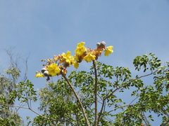 Cochlospermum