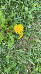 Taraxacum officinale