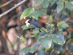 Jasminum auriculatum