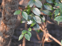Jasminum auriculatum