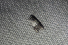 Tracholena sulfurosa