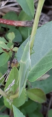 Acrida cinerea