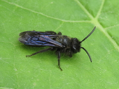 Andrena morio