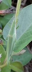 Acrida cinerea