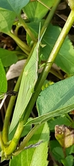Acrida cinerea
