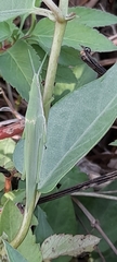 Acrida cinerea