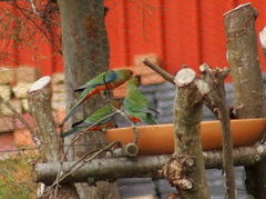 Platycercus icterotis icterotis