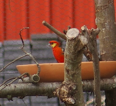 Platycercus icterotis icterotis