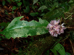 Bulbophyllum kubahense