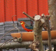 Platycercus icterotis icterotis