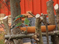 Platycercus icterotis icterotis