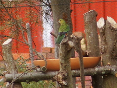 Platycercus icterotis icterotis