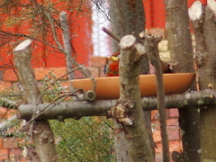 Platycercus icterotis icterotis