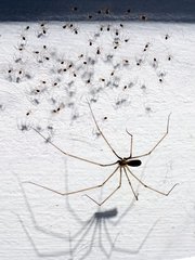 Pholcus opilionoides