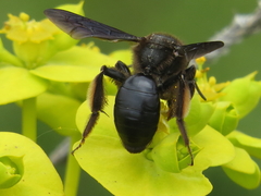Andrena morio