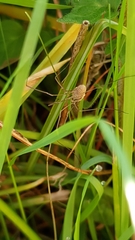 Phalangium opilio