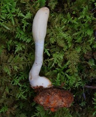 Trichoderma leucopus