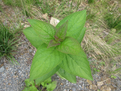 Scrophularia kakudensis