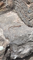 Podarcis muralis