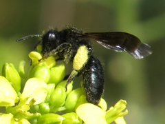 Andrena morio