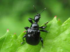 Compsapoderus erythropterus