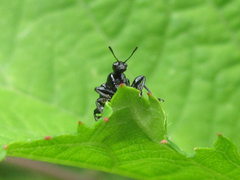 Compsapoderus erythropterus