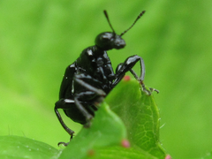 Compsapoderus erythropterus