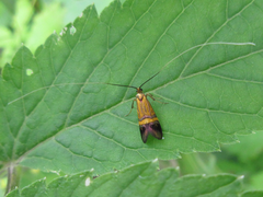 Nemophora staudingerella
