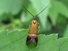 Nemophora staudingerella