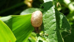 Cornu aspersum