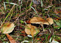 Armillaria hinnulea