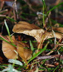 Armillaria hinnulea